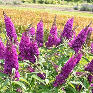 Buddleia Royal Razz